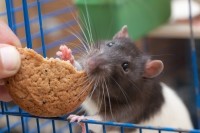 rat experiment animal research science obesity fat weight iStock.com Argument