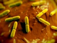 probiotics live bacteria gut health