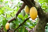 cacao growing on tree, Droits d'auteur  m-chin