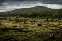 deforestation, agriculture, palm oil,  Copyright  mihtiander