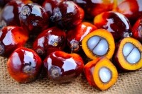 palm oil kernels Droits d'auteur  slpu9945