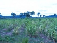 Cambodian-sugar-plantation