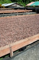 cocoa-drying_GettyImages-629411913_Flowerphotos