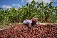 The peak season of the cocoa harvest in West Africa starts in November and ends in May. Pic: ConfectioneryNews