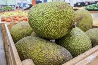 Jackfruit can weigh up to 55kg, or 120lb. Pic: Getty Images/sfe-co2