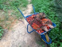 Palm oil in wheelbarrow_GettyImages-duntaro