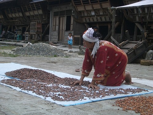  Chocolate makers opt for ethical and sustainable cocoa 