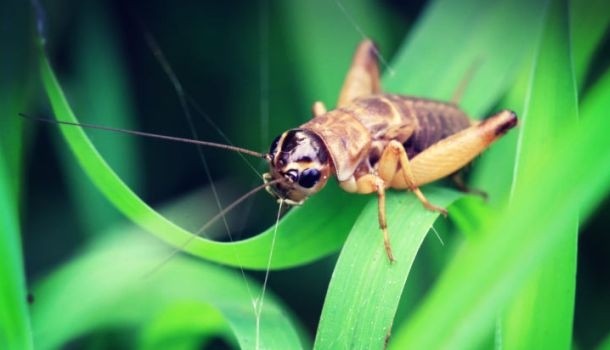 EDIBLE INSECTS