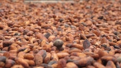 ICCO predicts cocoa surplus this crop year and small deficit for 2014/15. Photo Credit: WCF