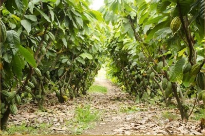 Chocolate majors circling Ecuador for single estate cocoa, says world's largest fine flavor cocoa plantation