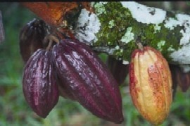 The husk from cocoa pods could become a valuable source of pectin for the food industry, suggest the researchers.