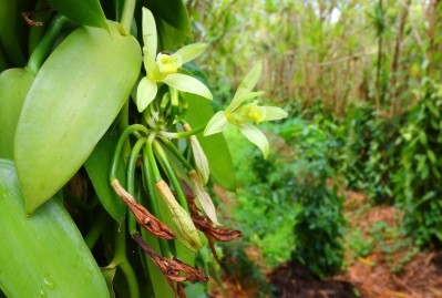 Vanilla orchids being grown at a plantation. © iStock/abadonian