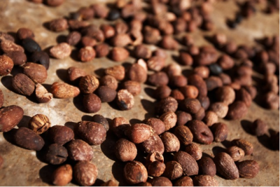 Shea nuts used in cocoa butter equivalents: Could CBEs offset cocoa butter price concerns?