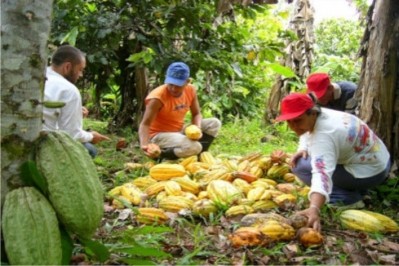 Ecuador aims to consolidate lead as world's top fine flavor cocoa producer