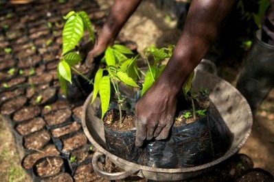 Industry giant measures impact on cocoa sustainability with Harvard University