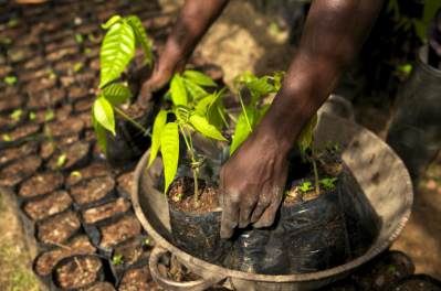 Chocolate makers up funding on sustainability as the threat of a 1m metric ton cocoa deficit by 2020 looms. Photo credit: Mondelez
