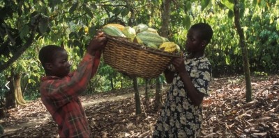 ICI works with chocolate companies such as Mars to prevent unlawful child labor in West African cocoa communities. Photo: ICI