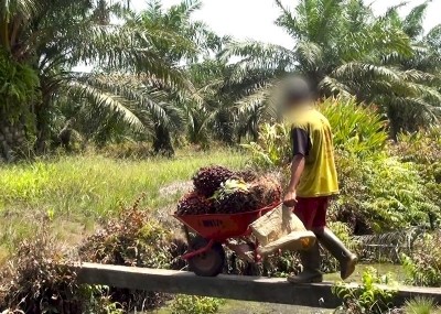 A child on a palm oil plantation operated by Indonesian agri-giant Wilmar. © Amnesty International