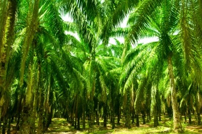 The study is one of the first definitive pieces of research into the impact of palm oil cultivation – replacing large areas of lowland tropical forest with plantations. ©iStock