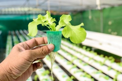 Hydroponic is a water-based model of cultivation. Pic: ©iStock/RoseNoom