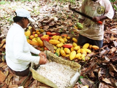 Cacao Pacifico targets single-origin Colombia chocolate growth in Europe