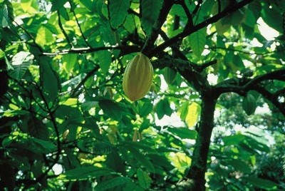 Are 2020 sustainable cocoa targets achievable or unrealistic?