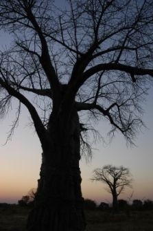 Baobab fruit approved as food ingredient in US