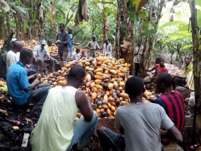 90% missed: Half a century to reach forgotten cocoa farming majority unless industry sources directly and talks price, says ICCFO