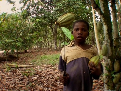 Cocoa child labor numbers continue to rise amid calls for the industry to step-up efforts. Photo credit: Dark Side of Chocolate