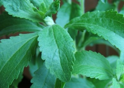 Stevia has become common in many product categories, including hot drinks and sweets