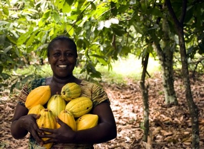 WCF said incorporating more shade on cocoa farms will improve productivity. Pic: Divine Chocolate