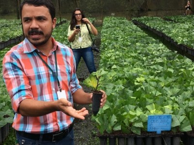Bahia notebook: The largest cocoa nursery in the world - video
