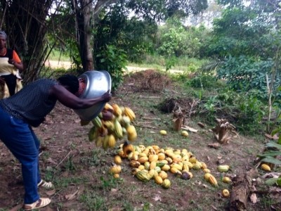 Over 15,800 hectares of Ghana's cocoa has been affected by the swollen shoot virus disease. Pic: UTZ