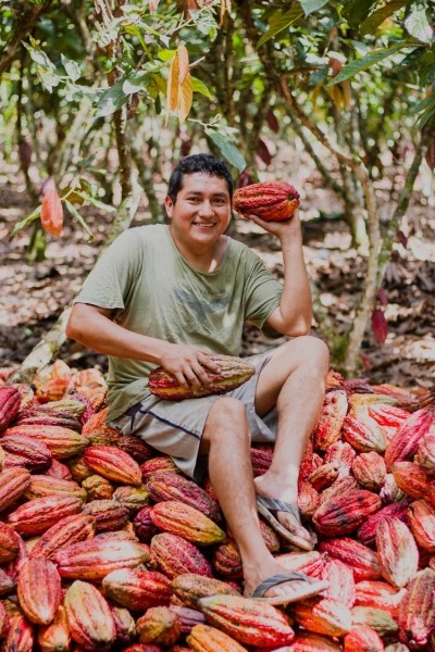 Cocoa has been cultivated in Peru for almost 2,000 years. Pic: The Peru Cacao Alliance