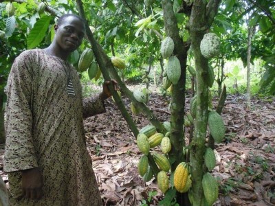 A Nigerian cocoa farmer inspects his crop. Pic: Rainforest Alliance