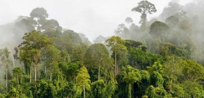 The Cavally Forest in Côte d'Ivoire. Pic: Nestlé