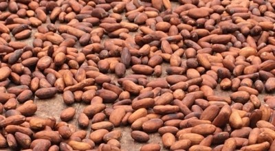 A tumble in the price of cocoa beans has increased concerns of farmer poverty in West Africa. Pic: ConfectioneryNews