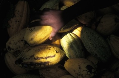 Child forced labour in the cocoa supply chain is also a real problem, the ICI has discovered. Pic: ICI