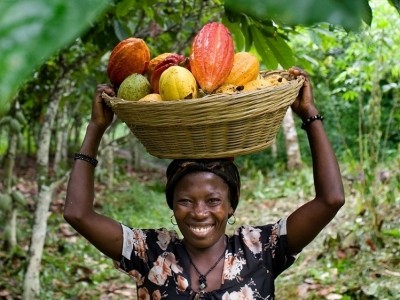 Nestlé  has pledged that by 2025, 100% of its cocoa will be sustainably sourced. Pic: Nestlé 