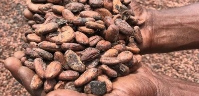 Mighty Earth claims that 30-40% of cocoa is still untraceable. Pic: Mighty Earth