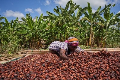 Cocoa is the backbone of Ghana’s economy. Pic: Barry Callebaut