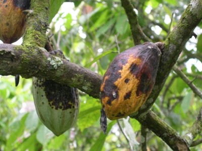 Too much rain is also a concern as it can lead to black pod disease and destroy cocoa crops. Pic: CN