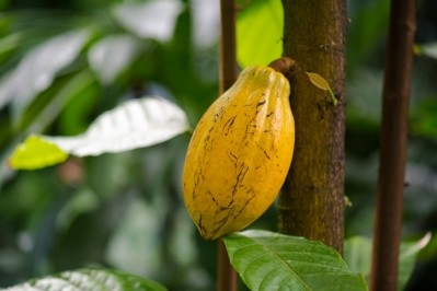 FLOCERT decertifies Peruvian cocoa co-op COPASA. ©GettyImages/AlxeyPnferov