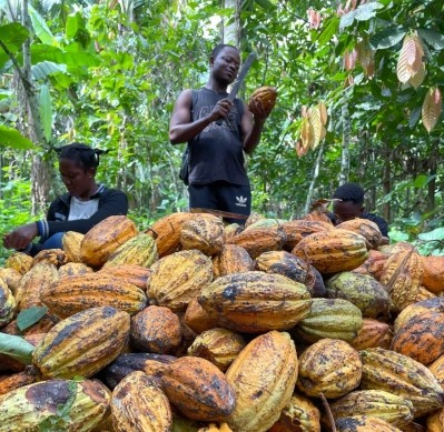 Farmers cracking cocoa pods, Ghana. Pic: MIA
