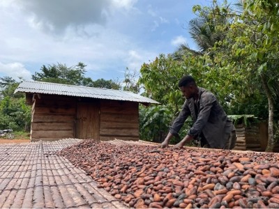 ABOCFA member Joseph Aperko rakes his cocoa beans to dry them evenly in the sun for MIA's Ghana Gold chocolate. Pic: MIA