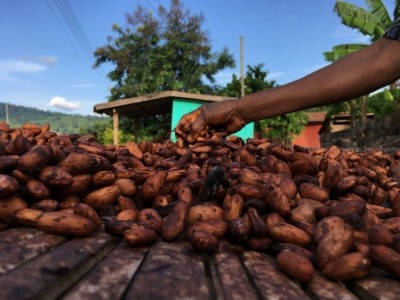 Cocoa beans from Ghana, one of the world's largest producers. Photo: Lewis Rattray