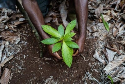 Fruit trees planted among cocoa allow farmers to further diversify their income, while also removing significant amounts of carbon. Pic: Barry Callebaut
