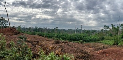 Fairtrade cocoa farmers are to receive extra help monitoring for deforestation near their plots. Pic: Mighty Earth