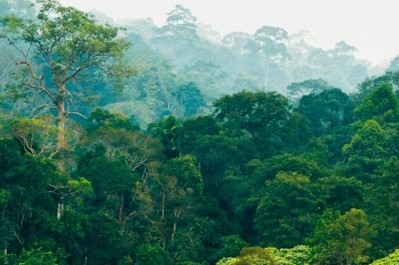 Much of the deforestation is driven by the expanding production of key commodities such as cocoa. Pic: Rainforest Alliance