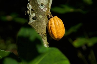 Barry Callebaut is committed to reducing deforestation and carbon emissions and child labour in cocoa. Pic: Barry Callebaut